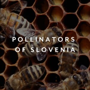 Pollinators of Slovenia