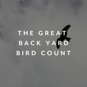 The Great Back Yard Bird Count