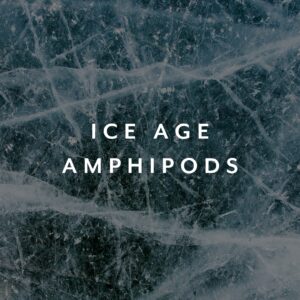 Ice Age Amphipods
