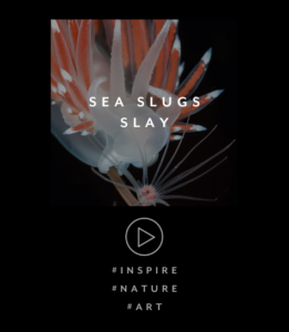 SEA SLUGS SLAY