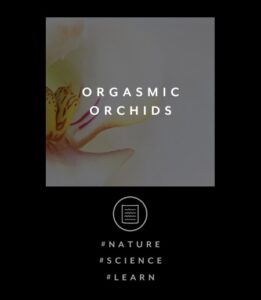 ORGASMIC ORCHIDS