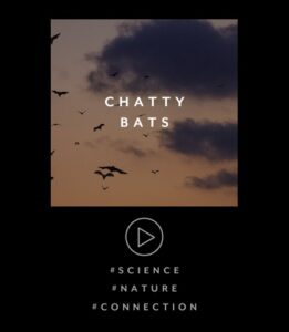 CHATTY BATS