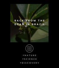 BACK FROM THE DEAD IN BRAZIL